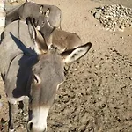 Terra Nova * Mykonos Town